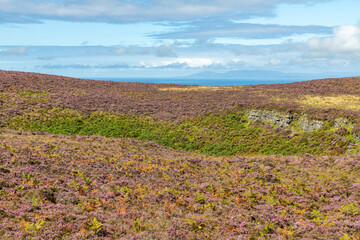 Knocknarea mountain vegetation  with ocean in background