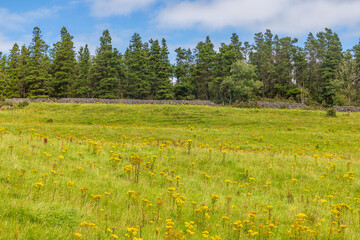 Farm field and pine forest