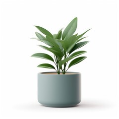 Indoor houseplant, Lush green potted plant isolated on white background