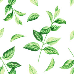 Watercolor seamless pattern of fresh peppermint leaves isolated on background. Detail of beauty...