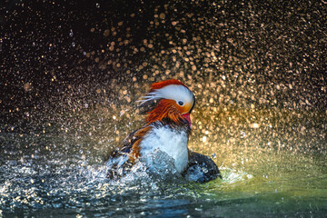 Mandarin Duck (Aix galericulata) on a lake with water splashes