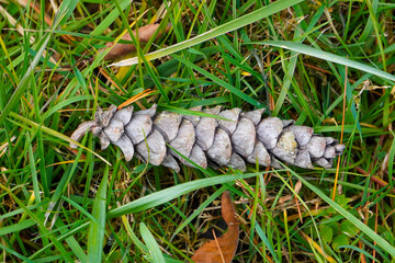 pinecone on grass