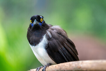White-naped Jay bird (Cyanocorax cyanopogon)
