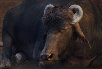 Murrah Buffalo Head - Water Buffalo (Bubalus bubalis)