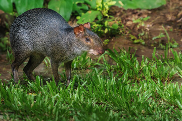 Black Agouti (Dasyprocta fuliginosa) - South american rodent