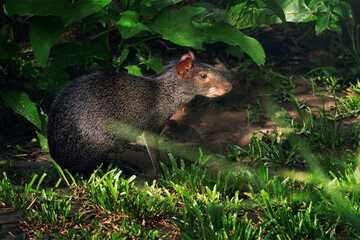 Black Agouti (Dasyprocta fuliginosa) - South american rodent