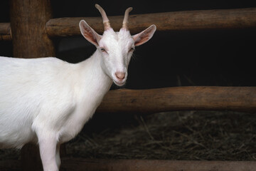 Obraz premium Saanen Goat - White Domestic Goat (Capra hircus)