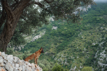 Majestic dog surveys the landscape. Poised on a rocky outcrop, this Belgian Malinois gazes over the wilderness, a symbol of adventure 