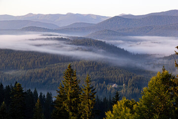 Smoky fog over the forest in the mountains at dawn. Many coniferous trees, soft colors