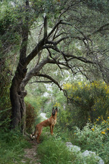 A vigilant Belgian Malinois dog stands guard in a lush forest, encapsulating the essence of...
