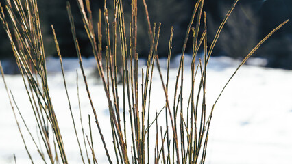 Plant moving with the wind in the snowy forest 