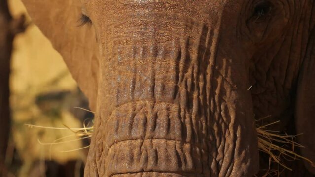 Elephant trunk tilt shot - extra close up
