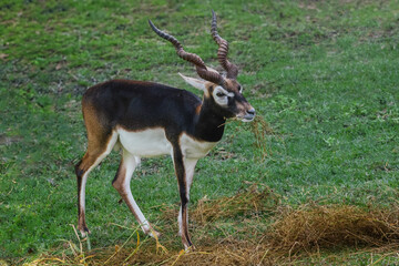 Male Blackbuck Antelope eating (Antilope cervicapra)
