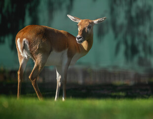 Female Blackbuck Antelope (Antilope cervicapra)