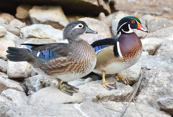 Male and Female Wood Duck standing on rock. 
Male and female Caroline Duck