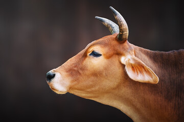 Cow head with horns (Bos taurus)