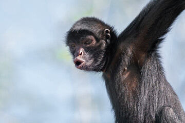 Black-faced Black Spider Monkey (Ateles chamek) - New World Monkey