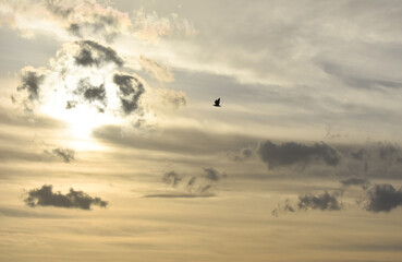 Seagull flying with open wings at cloudy sunset	