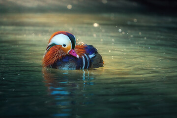 Mandarin Duck (Aix galericulata) on a lake