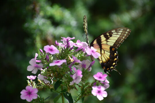 Swallowtail butterfly on flower