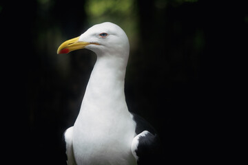 Kelp Gull (Larus dominicanus) - Seagull