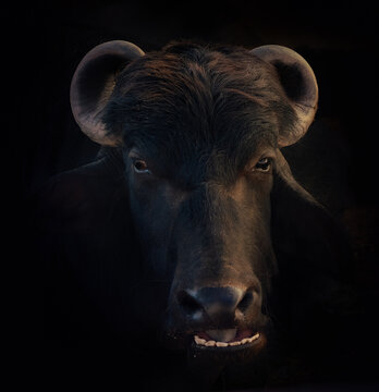 Murrah Buffalo Head - Water Buffalo (Bubalus bubalis)