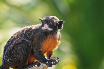 White-lipped tamarin (Saguinus labiatus) - New World Monkey