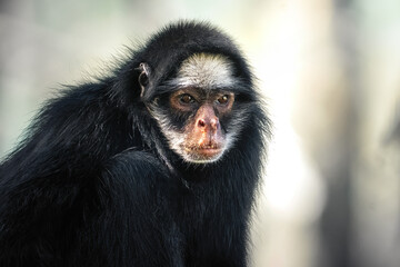 White-cheeked Spider Monkey (Ateles marginatus) - New World Monkey