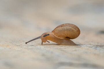 Tiny Garden Snail - Asian Tramp Snail (Bradybaena similaris)
