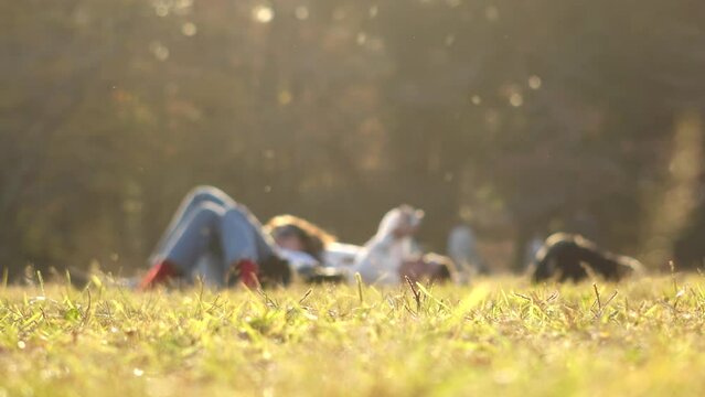 SHIBUYA, TOKYO, JAPAN : View of public park in sunset. Sunshine, grass, trees and back shot of couple. Nature, ecology, love and romance concept video. Slow motion shot.