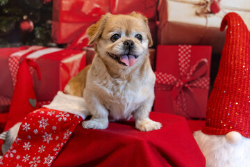 Mały pies rasy pekińczyk w świątecznym klimacie