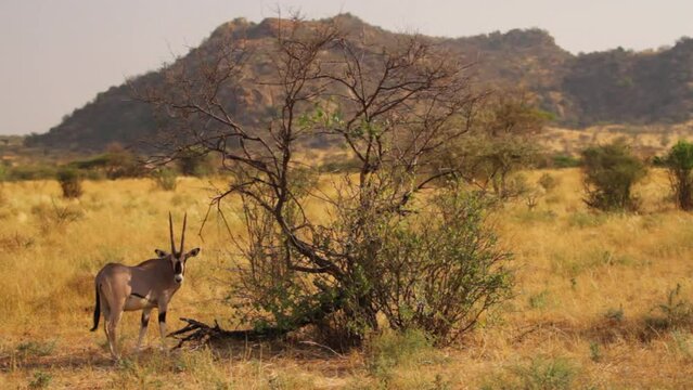 Wild gemsbok animal in Kenya, Africa field