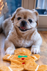Mały pies brązowy pekińczyk z ciastkiem, portret psa - obrazy, fototapety, plakaty