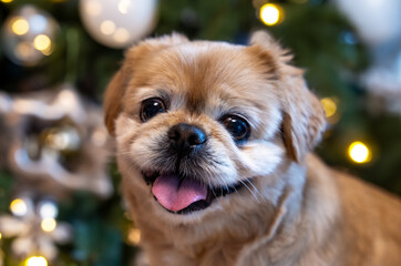 Mały pies rasy pekińczyk w świątecznym klimacie z choinką
