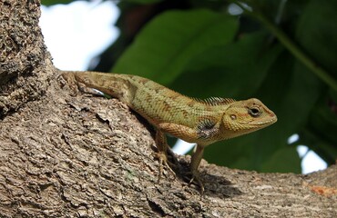 lizard on the tree in the garden