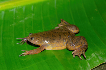 A cute Common Platanna, also known as the African Clawed Frog (Xenopus laevis) on a large green leaf