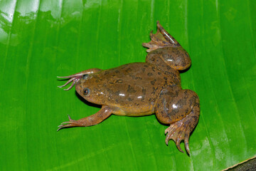 A cute Common Platanna, also known as the African Clawed Frog (Xenopus laevis) on a large green leaf