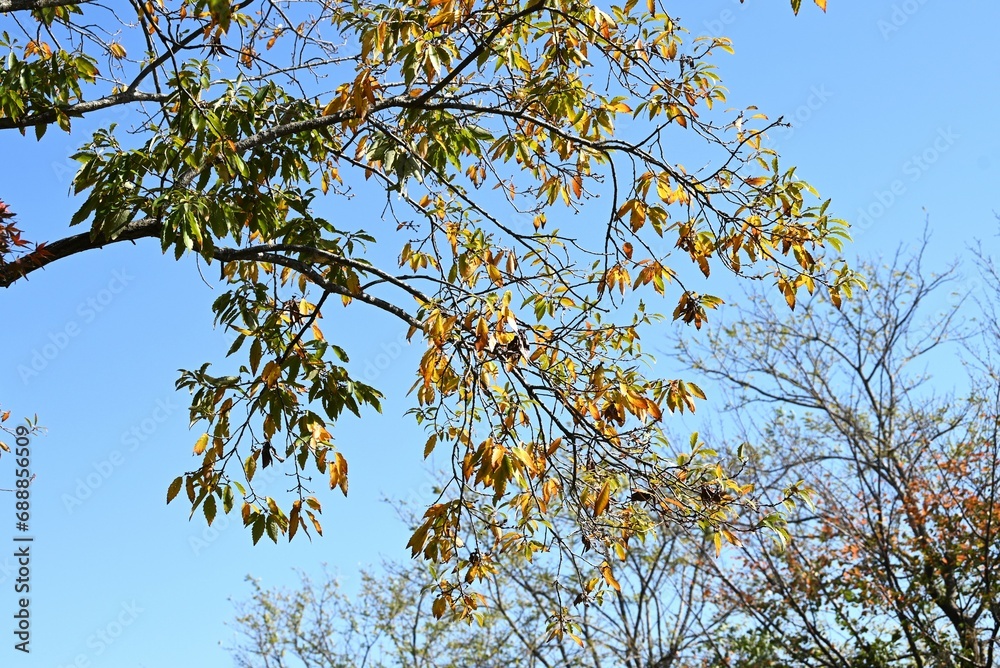 Wall mural Quercus serrata (Konara oak) yellow leaves. Fagaceae deciduous tree. It is the main tree in thickets and is also used as logs for shiitake mushroom cultivation.