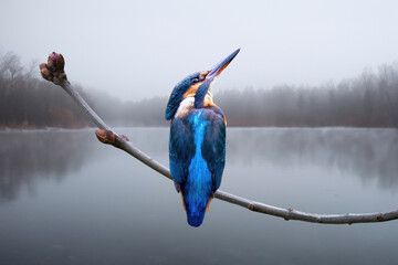A kingfisher perched on a twig at the lake in winter