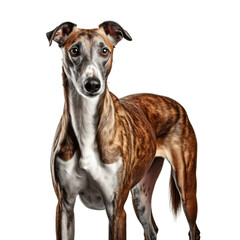 Portrait of Spanish greyhound on transparent or white background - World Greyhound Day concept