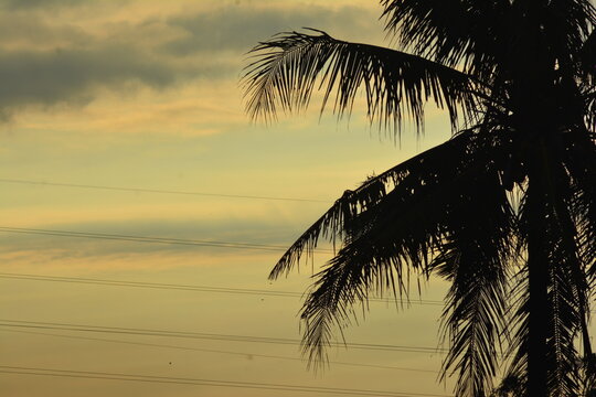 Background photo of sky view in the morning with coconut trees
