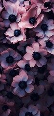 Pink anemones flower composition, arrangement with dew in slight color variations ranging from blue to purple. Shallow depth of field soft dreamy feel background, wallpaper