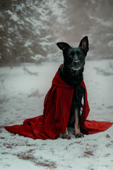 pies w lesie w czerwonej pelerynie zimą