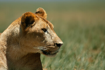 A Female Asian Lion Panthera leo persica