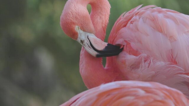 pink flamingos close up 