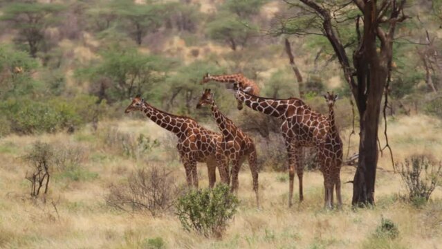 Heat waves in Kenya field with Giraffes