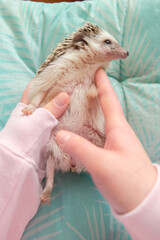 Hedgehog in hands. African white-bellied hedgehog lies in female hands. Spiny pet.Gray spiny hedgehog