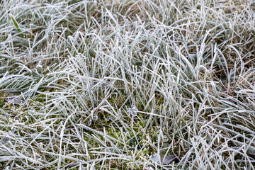 winter, frost on the grass, hoarfrost on the grassy ground, hoarfrost on plant