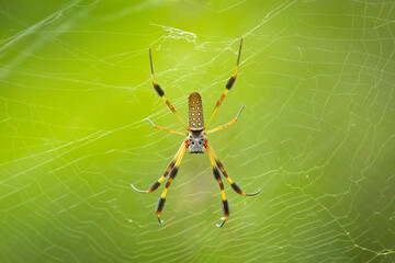 Golden Silk Orb-Weaver Spider (Trichonephila clavipes) hanging from a web. Yellow and black legs,...
