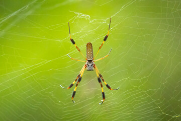 Golden Silk Orb-Weaver Spider (Trichonephila clavipes) hanging from a web. Yellow and black legs, skull looking head and thorax. The bright colored arachnid lives in a dark green forest
